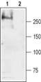 Sodium Voltage-Gated Channel Alpha Subunit 4 antibody, PA5-77735, Invitrogen Antibodies, Western Blot image 