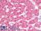 Forkhead Box A1 antibody, LS-B10085, Lifespan Biosciences, Immunohistochemistry paraffin image 