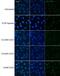 DNA Damage Inducible Transcript 4 antibody, NBP1-22966, Novus Biologicals, Immunofluorescence image 