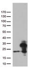 RNA-binding protein 8A antibody, TA812496S, Origene, Western Blot image 