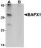NK3 Homeobox 2 antibody, orb75575, Biorbyt, Western Blot image 
