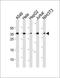 Cysteine And Serine Rich Nuclear Protein 1 antibody, orb373545, Biorbyt, Western Blot image 