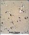 Myelin Protein Zero antibody, PA5-72541, Invitrogen Antibodies, Immunohistochemistry paraffin image 