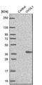 Putative transcription factor Ovo-like 1 antibody, HPA003984, Atlas Antibodies, Western Blot image 