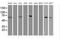 F-Box Protein 21 antibody, MA5-25802, Invitrogen Antibodies, Western Blot image 