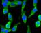 Argonaute RISC Catalytic Component 3 antibody, A04191, Boster Biological Technology, Immunocytochemistry image 