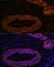 RING finger protein 31 antibody, 15-394, ProSci, Immunofluorescence image 