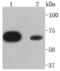 Protein Tyrosine Phosphatase Non-Receptor Type 11 antibody, NBP2-67715, Novus Biologicals, Western Blot image 