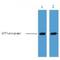 Glutathione-S-Transferase Tag antibody, LS-C387295, Lifespan Biosciences, Western Blot image 