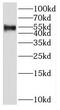 SH2 Domain Containing 4A antibody, FNab07824, FineTest, Western Blot image 