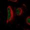 COMM Domain Containing 2 antibody, NBP1-91802, Novus Biologicals, Immunofluorescence image 