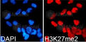 Histone Cluster 3 H3 antibody, A2362, ABclonal Technology, Immunofluorescence image 