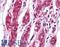 EPH Receptor A7 antibody, LS-B4098, Lifespan Biosciences, Immunohistochemistry frozen image 