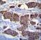 Paralemmin-3 antibody, LS-C163350, Lifespan Biosciences, Immunohistochemistry frozen image 