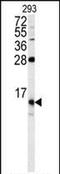 FKBP Prolyl Isomerase 1B antibody, PA5-72520, Invitrogen Antibodies, Western Blot image 