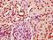 Histone H2B type 1-C/E/F/G/I antibody, orb517001, Biorbyt, Immunohistochemistry paraffin image 