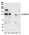 Discoidin, CUB and LCCL domain-containing protein 2 antibody, A304-454A, Bethyl Labs, Western Blot image 