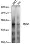 Formin-1 antibody, 23-901, ProSci, Western Blot image 