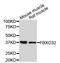 F-box only protein 32 antibody, abx125418, Abbexa, Western Blot image 