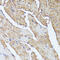Histidine Ammonia-Lyase antibody, 14-749, ProSci, Immunohistochemistry frozen image 