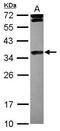 Histone Cluster 1 H1 Family Member E antibody, PA5-31908, Invitrogen Antibodies, Western Blot image 