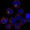PML-RARA Regulated Adaptor Molecule 1 antibody, NBP2-55280, Novus Biologicals, Immunofluorescence image 