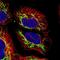 Mitochondrial Ribosomal Protein S31 antibody, PA5-61219, Invitrogen Antibodies, Immunofluorescence image 