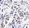 Histone-binding protein RBBP7 antibody, A300-958A, Bethyl Labs, Immunohistochemistry paraffin image 