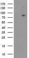 NFKB Inhibitor Zeta antibody, TA502768BM, Origene, Western Blot image 