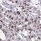 Mediator Complex Subunit 9 antibody, HPA056415, Atlas Antibodies, Immunohistochemistry frozen image 