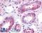 G Protein-Coupled Receptor 1 antibody, LS-A4234, Lifespan Biosciences, Immunohistochemistry frozen image 