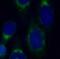 Protein FAM3C antibody, FNab02982, FineTest, Immunofluorescence image 