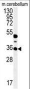 Protein Phosphatase 1 Regulatory Subunit 35 antibody, PA5-25117, Invitrogen Antibodies, Western Blot image 