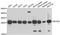 BCAS2 Pre-MRNA Processing Factor antibody, orb373223, Biorbyt, Western Blot image 