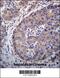 Pancreatic Lipase Related Protein 3 antibody, 56-644, ProSci, Immunohistochemistry paraffin image 