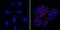 Stage-Specific Embryonic Antigen 5 antibody, MA1-144-PE, Invitrogen Antibodies, Immunofluorescence image 