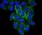 Glutaminase antibody, NBP2-67683, Novus Biologicals, Immunocytochemistry image 