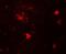 Double PHD Fingers 3 antibody, A09485, Boster Biological Technology, Immunofluorescence image 