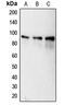 Calnexin antibody, LS-C351910, Lifespan Biosciences, Western Blot image 