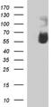 CDw328 antibody, NBP2-45827, Novus Biologicals, Western Blot image 