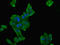 Dihydropyrimidinase antibody, LS-C675656, Lifespan Biosciences, Immunofluorescence image 