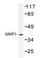 Dual specificity protein phosphatase 1 antibody, AP20257PU-N, Origene, Western Blot image 