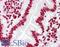 Histone Cluster 4 H4 antibody, LS-B7718, Lifespan Biosciences, Immunohistochemistry frozen image 
