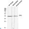 CD72 Molecule antibody, LS-C813372, Lifespan Biosciences, Western Blot image 