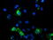 Kga antibody, M05677-1, Boster Biological Technology, Immunofluorescence image 