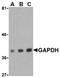 GAPDH antibody, SP2162P, Origene, Western Blot image 