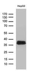 Sulfotransferase 1A3/1A4 antibody, MA5-27444, Invitrogen Antibodies, Western Blot image 