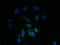 NADH:Ubiquinone Oxidoreductase Subunit A1 antibody, LS-B10654, Lifespan Biosciences, Immunofluorescence image 