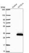 Potassium Channel Tetramerization Domain Containing 14 antibody, PA5-59434, Invitrogen Antibodies, Western Blot image 