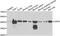 Capping Actin Protein, Gelsolin Like antibody, orb247898, Biorbyt, Western Blot image 